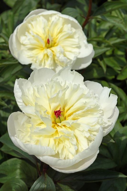 Paeonia Immaculée 