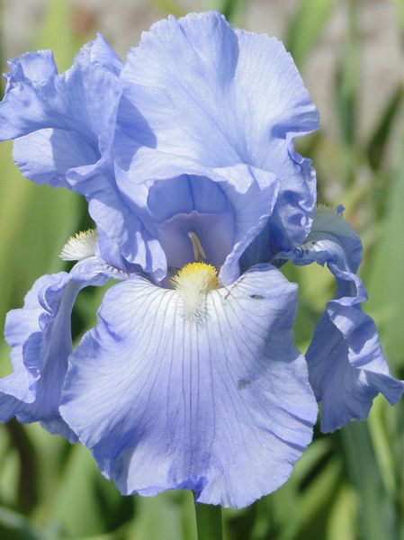 Hovedbilde Iris Germanica Babbeling Brook  Nyhet 2026