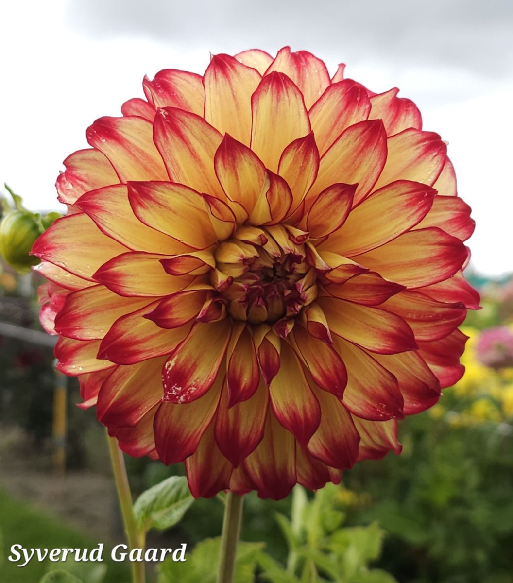 Dahlia Lady Darlène 