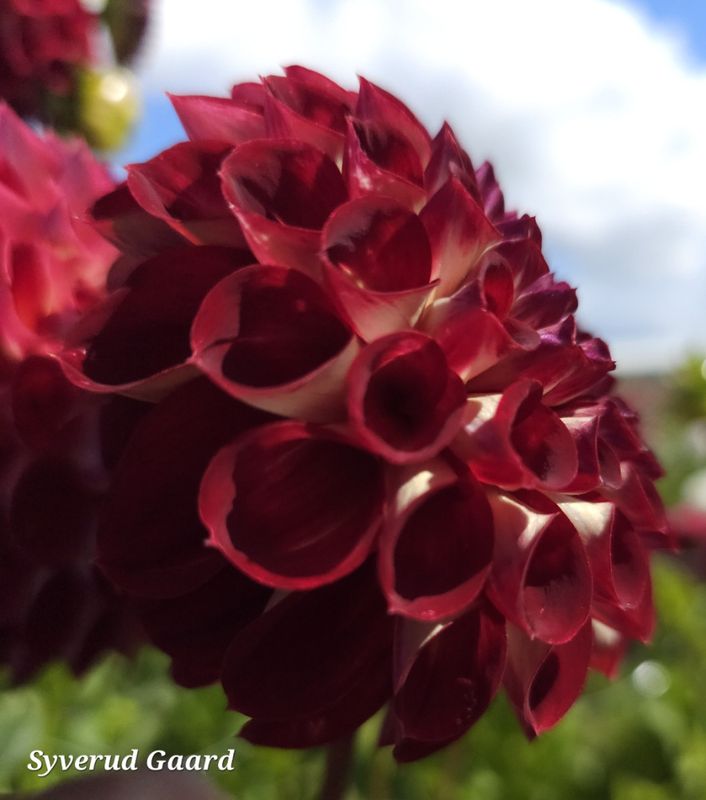 Dahlia Jowey Joshua 