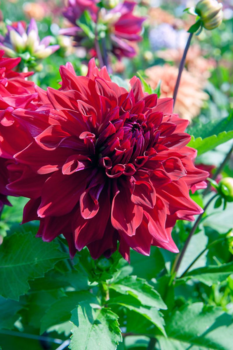 Dahlia Babylon Purpur 