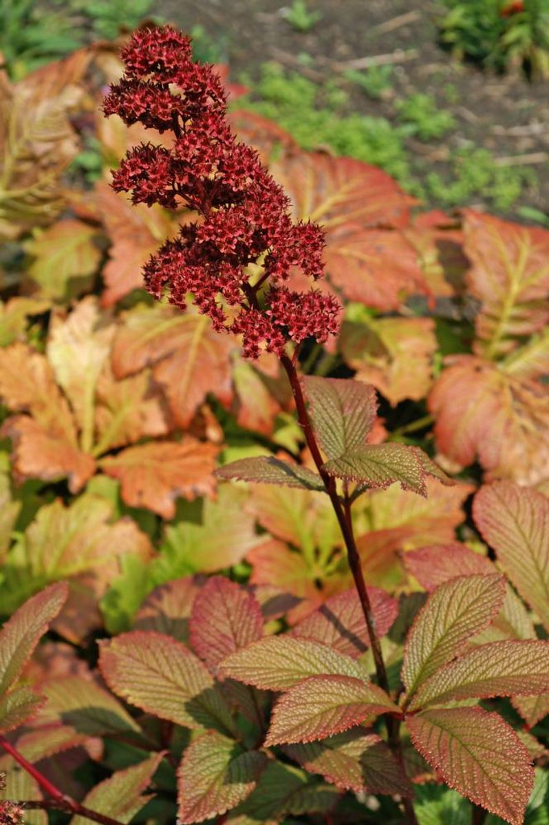 Rodgersia Pinnata Superba1 stykk Nyhet