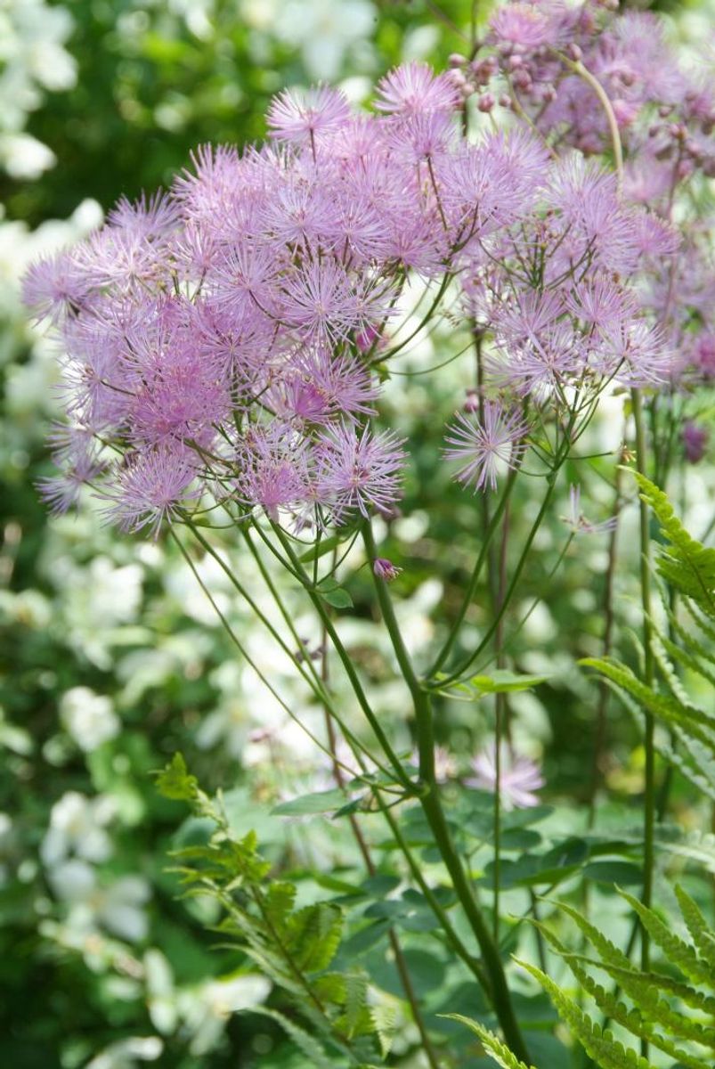 Thalictrum Aquilegifolium 1 stykk 