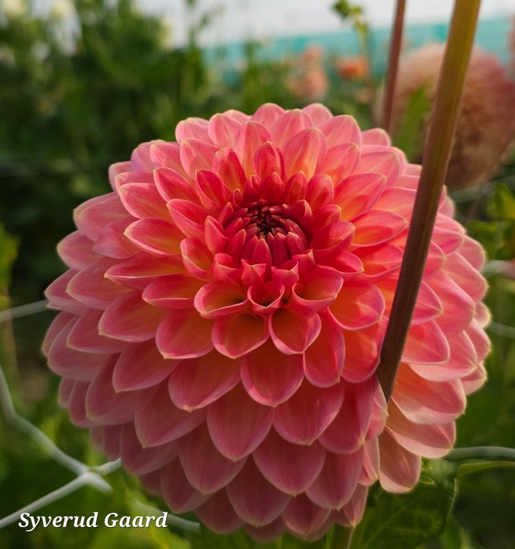 Dahlia Hillcrest Suffusion 