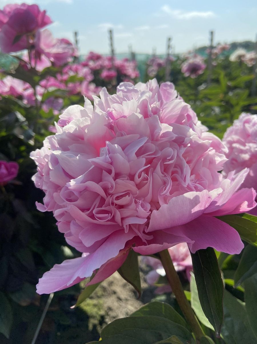 Paeonia Lady Anna Nyhet