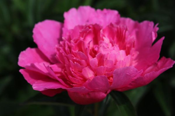 Hovedbilde Paeonia Bouquet Perfect Nyhet