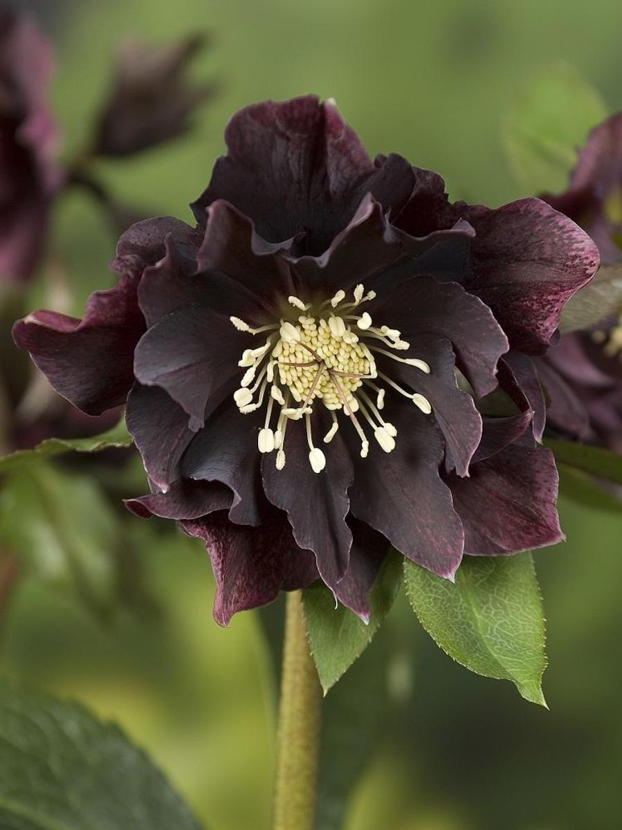 Helleborus Double Ellen Purple 1 stykk Nyhet