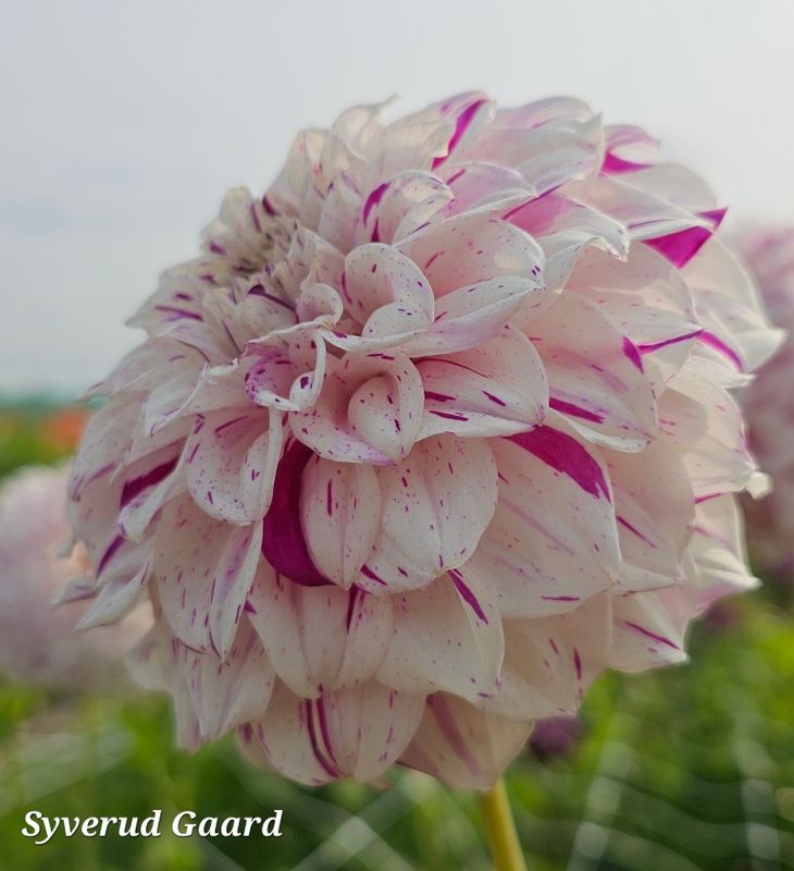 Dahlia Danceline