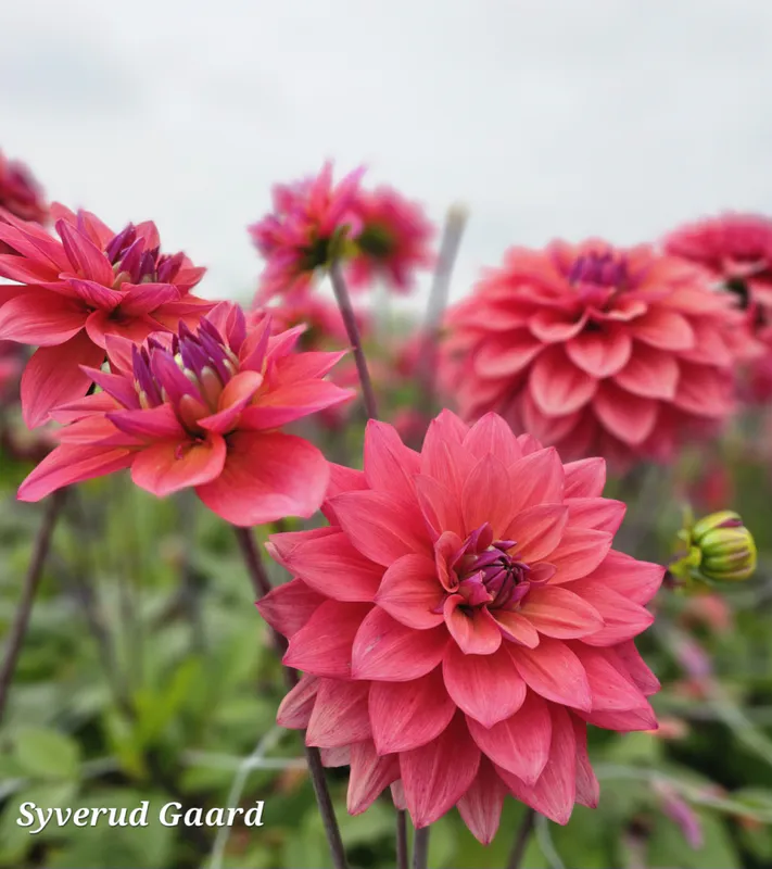 Dahlia American Dawn 