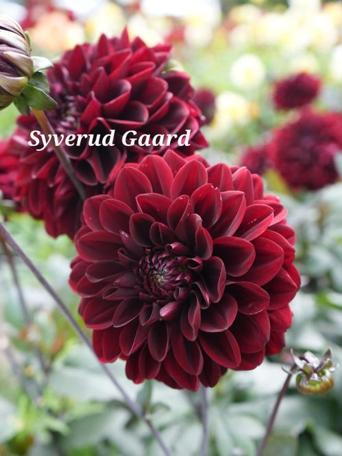 Hovedbilde Dahlia Ozzy Nyhet 2027