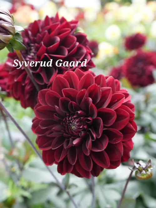 Hovedbilde Dahlia Ozzy Nyhet 2027