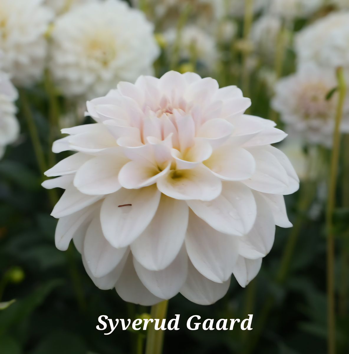 Dahlia Silver Antique Nyhet 2026