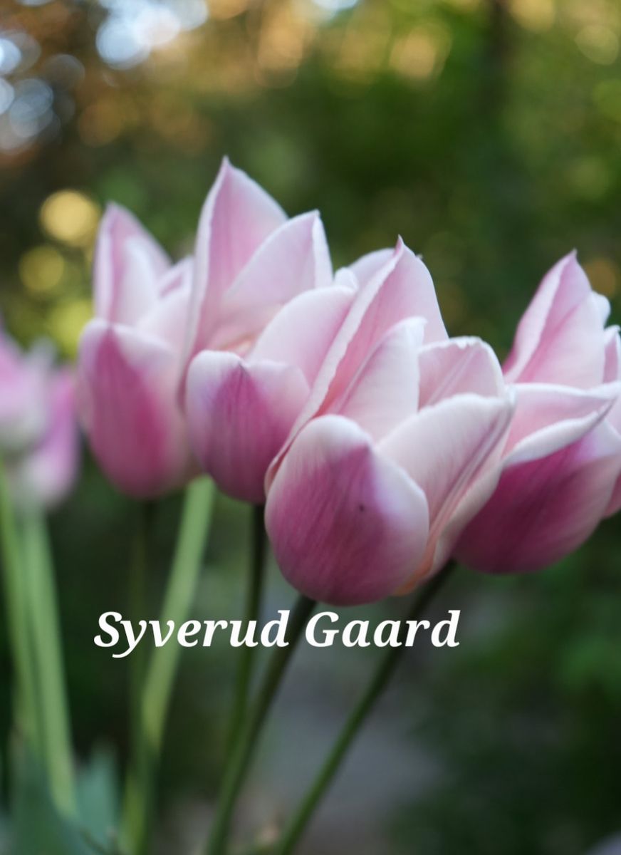 Tulipan Sanne 8 stykk