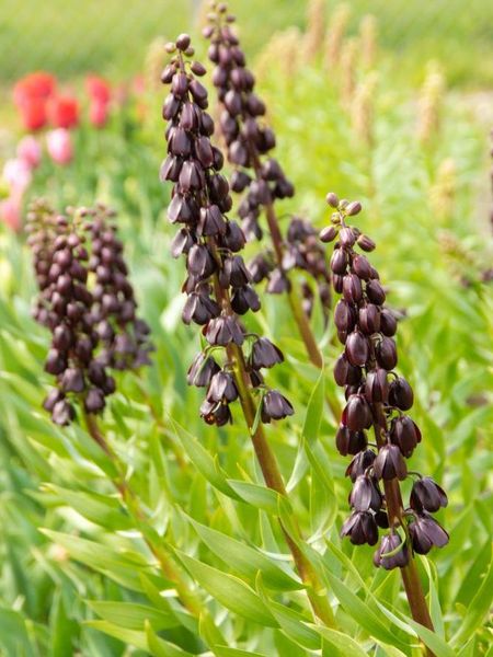 Hovedbilde Fritillaria Purple Dynamite 1 stykk Nyhet