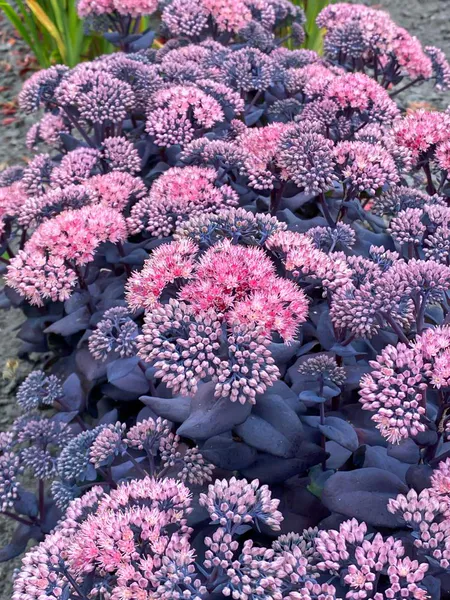 Hovedbilde Sedum Mojave Jewels Sapphire 