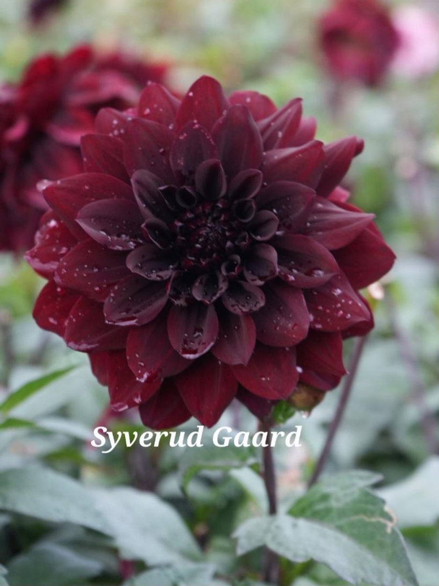 Dahlia Go Go Black Nyhet 2026