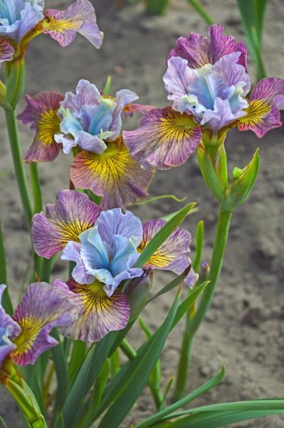 Hovedbilde Iris Sibirica Painted Woman1 stykk 