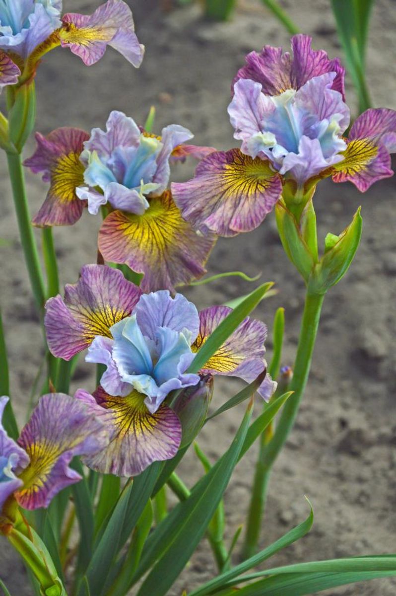 Iris Sibirica Painted Woman1 stykk 