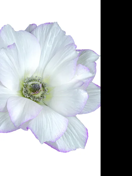 Hovedbilde Anemone MISTRAL PLUS® Edge Blanco 5 stykk Nyhet