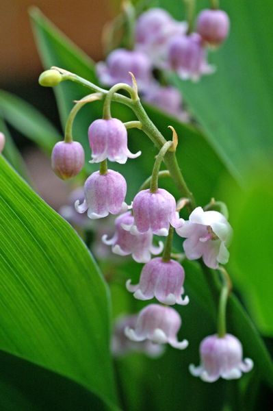 Hovedbilde Convallaria Rosea 1stykk Nyhet
