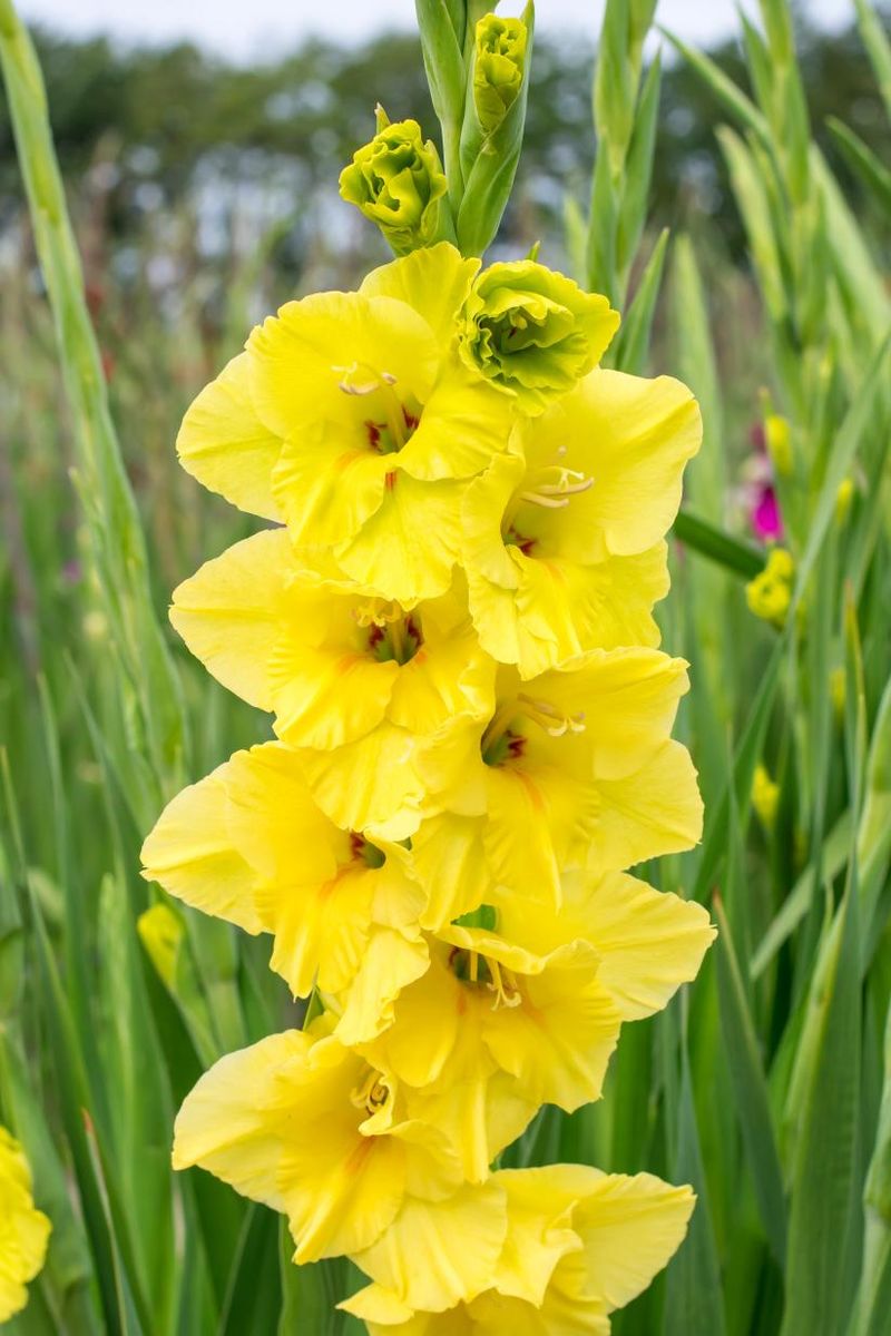 Gladiolus Bananarama 8 stykk Nyhet