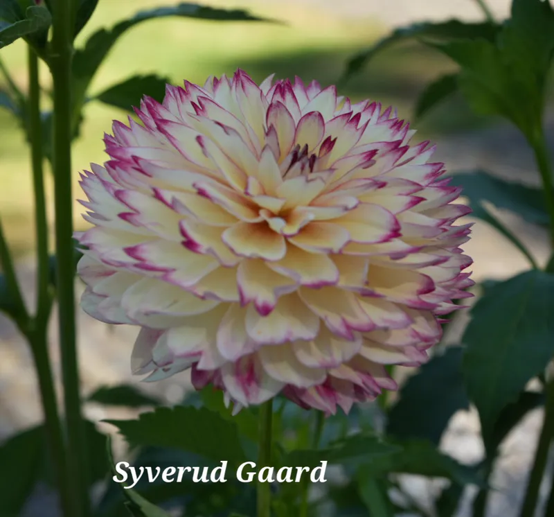 Dahlia Aphrodite 