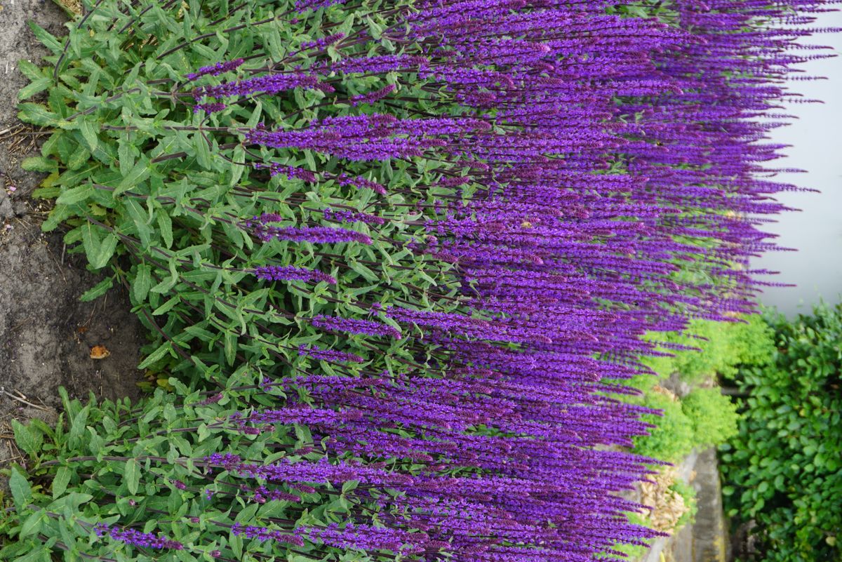 Salvia nemorosa Caradonna