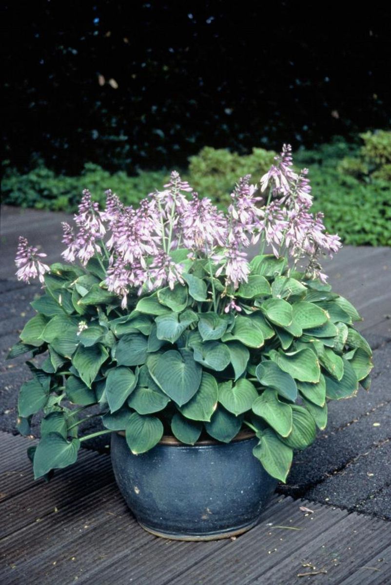 Hosta Blue Cadet 1 stykk Nyhet