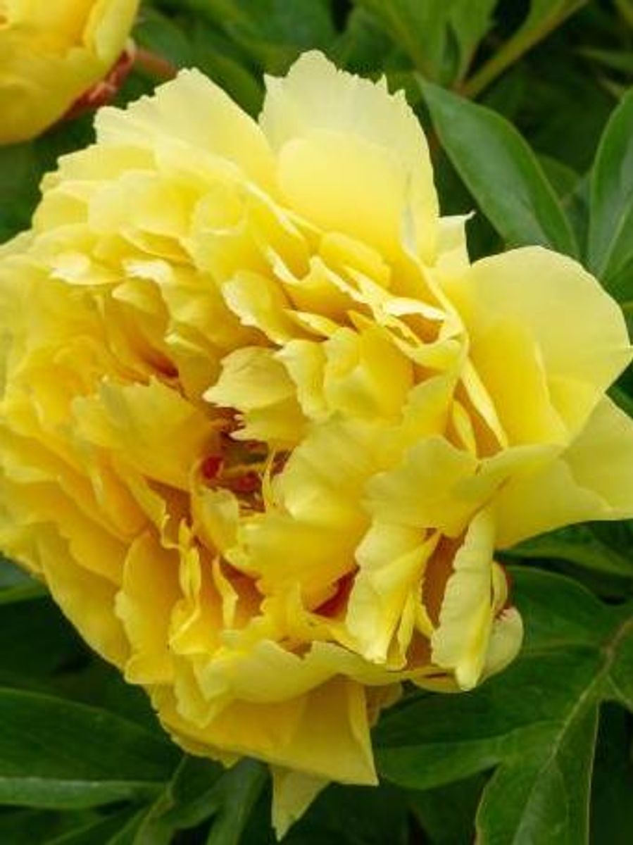 Paeonia itoh Sonoma YeDo  