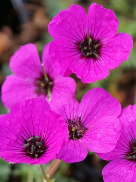 Hovedbilde Geranium Cinereum Subcaulescens 1 stykk  Nyhet