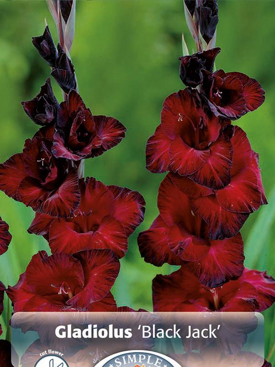 Gladiolus Black Jack 8 stykk Nyhet