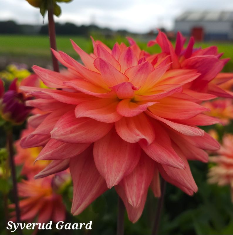 Dahlia Melody Allegro 