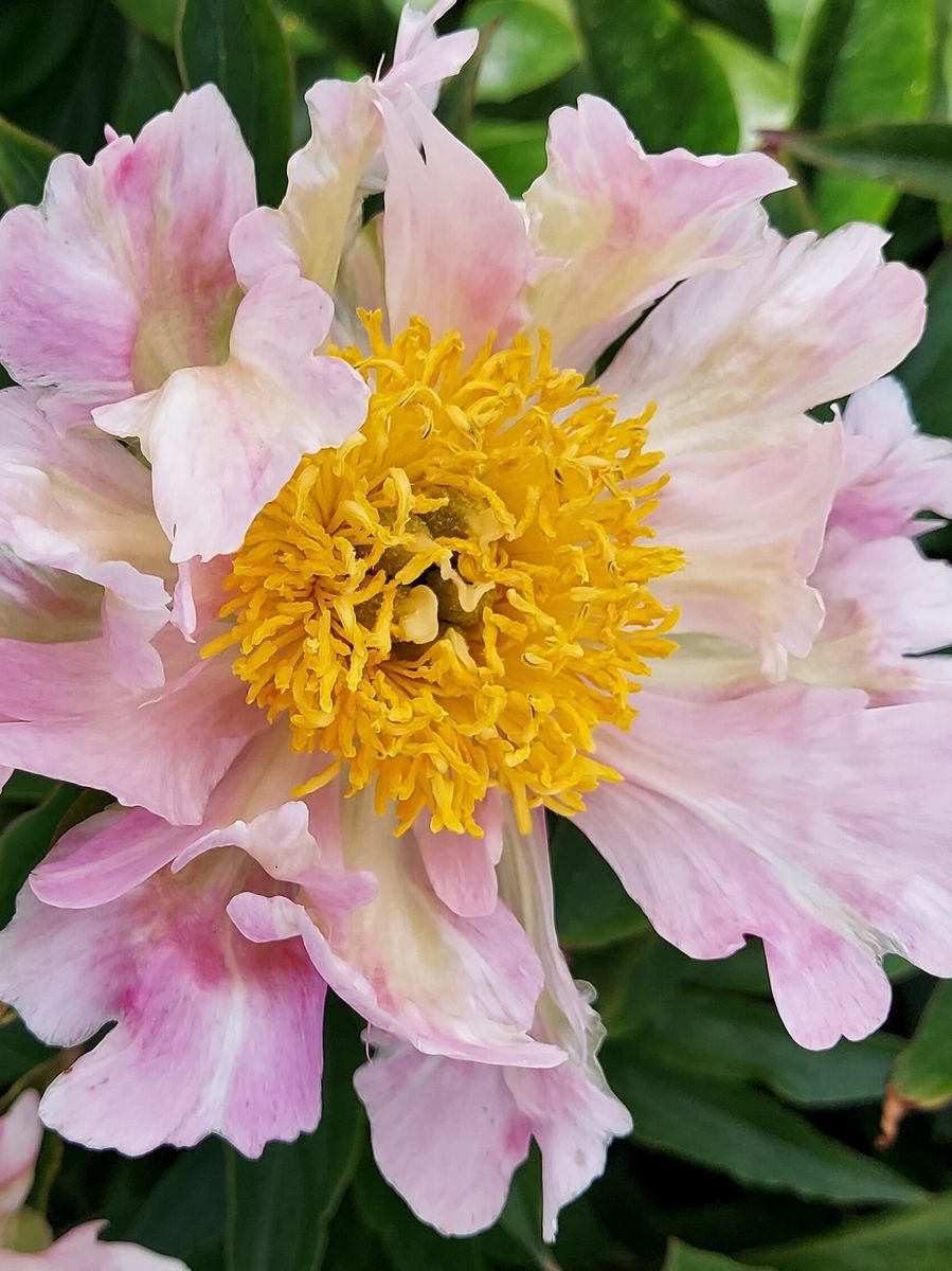 Paeonia Pink Spritzer Nyhet