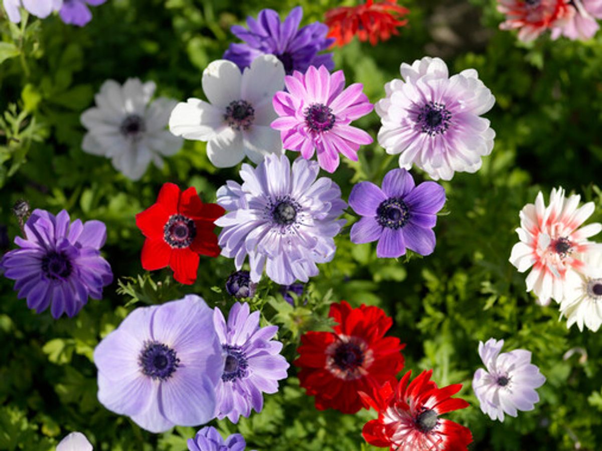 Anemone De Caen  Mix 15 stykk Nyhet