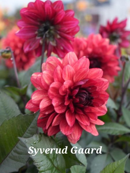 Hovedbilde Dahlia Orient Express Nyhet 2026