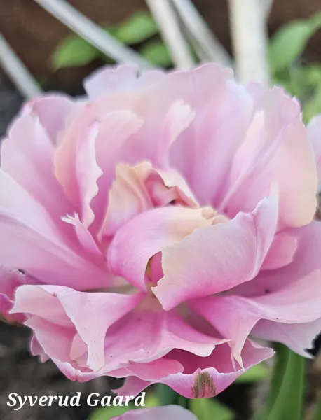 Hovedbilde Tulipan Pink Star 7 stykk 
