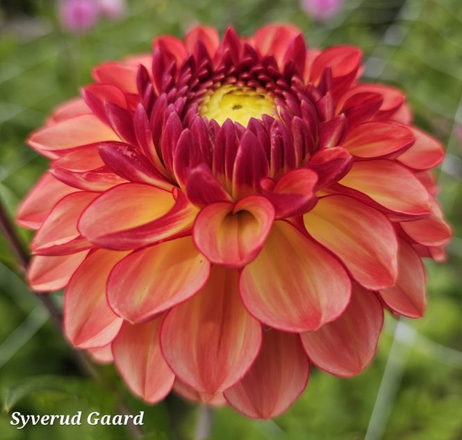 Hovedbilde Dahlia Chapeau Bas 