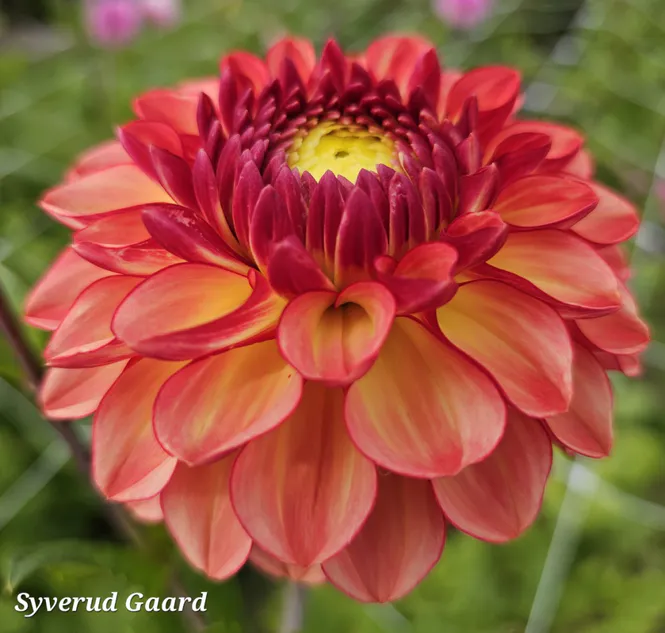 Hovedbilde Dahlia Chapeau Bas 