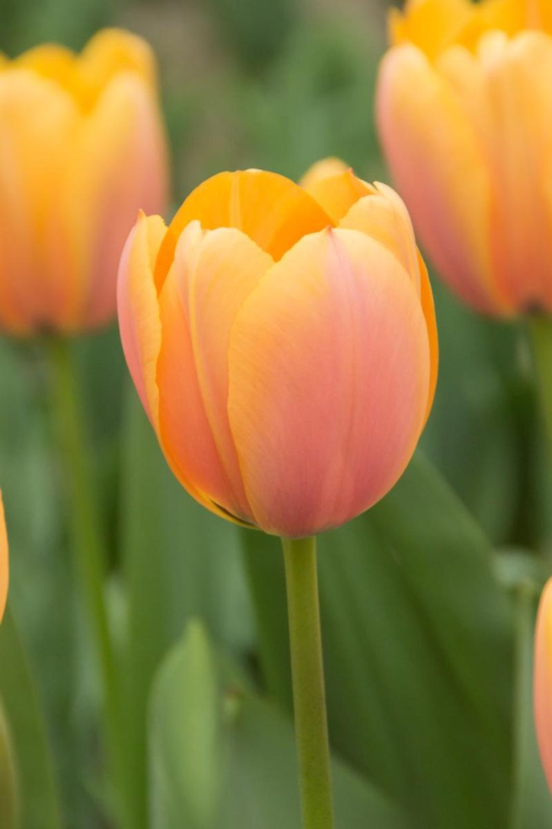 Tulipan Blushing Impression 5 stykk 