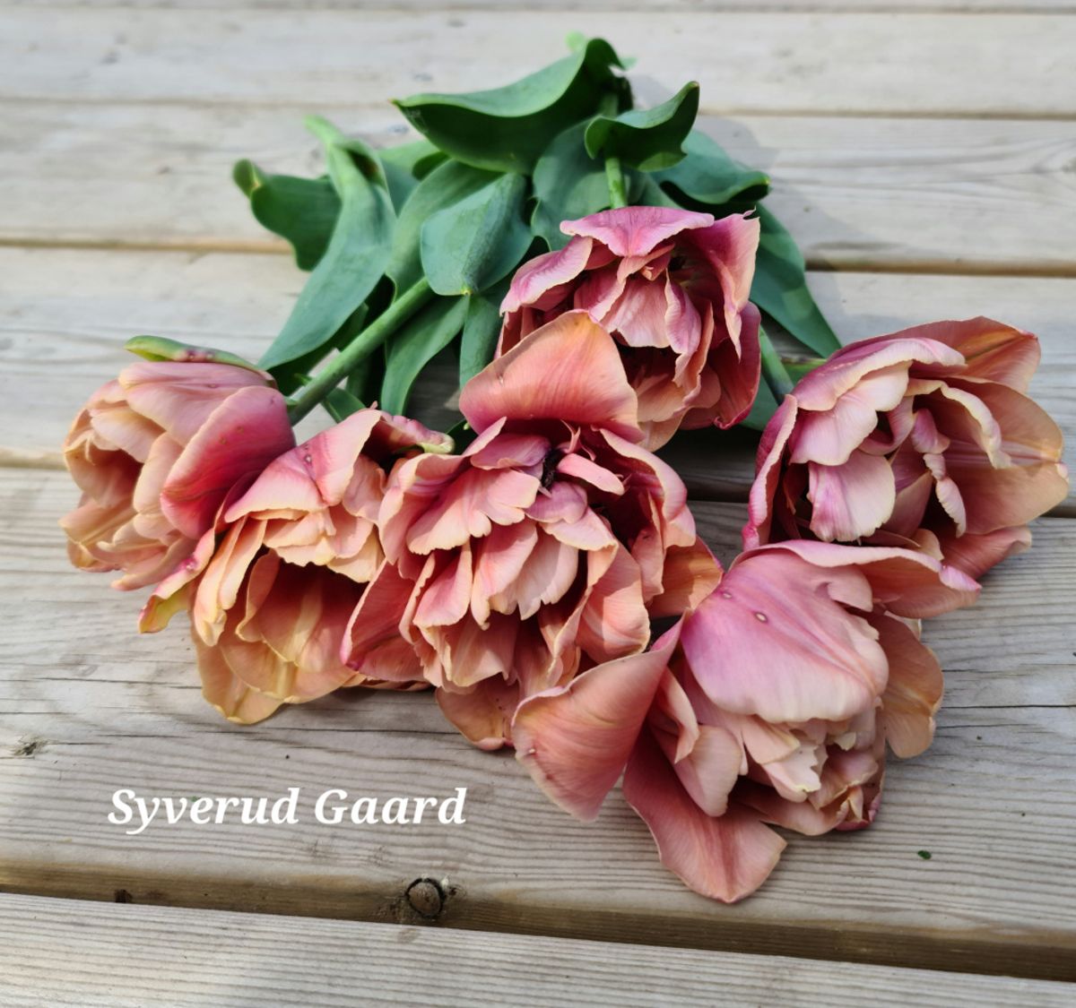 Tulipan La Belle Epoque 5 stykk 