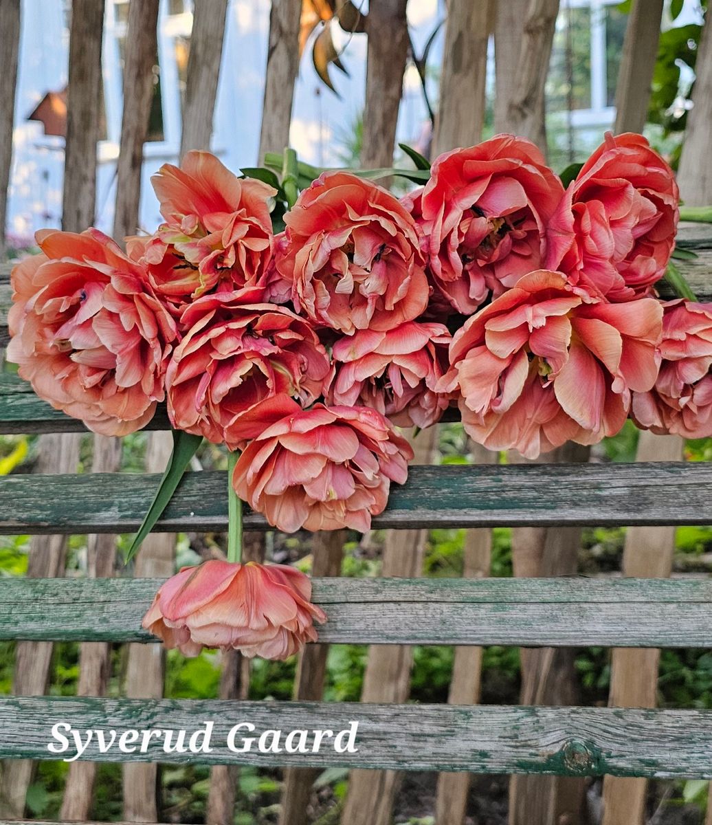 Tulipan Copper Image 10 stykk 