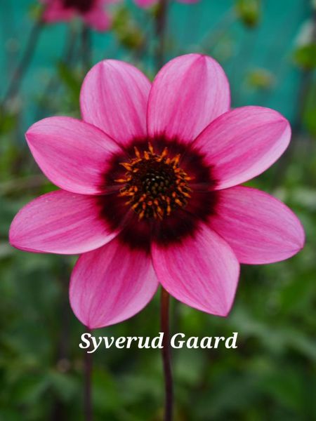 Hovedbilde Dahlia Dusty Daisy/ Ruth's Choice Nyhet 2026