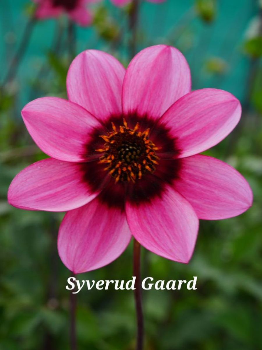 Dahlia Dusty Daisy/ Ruth's Choice Nyhet 2026