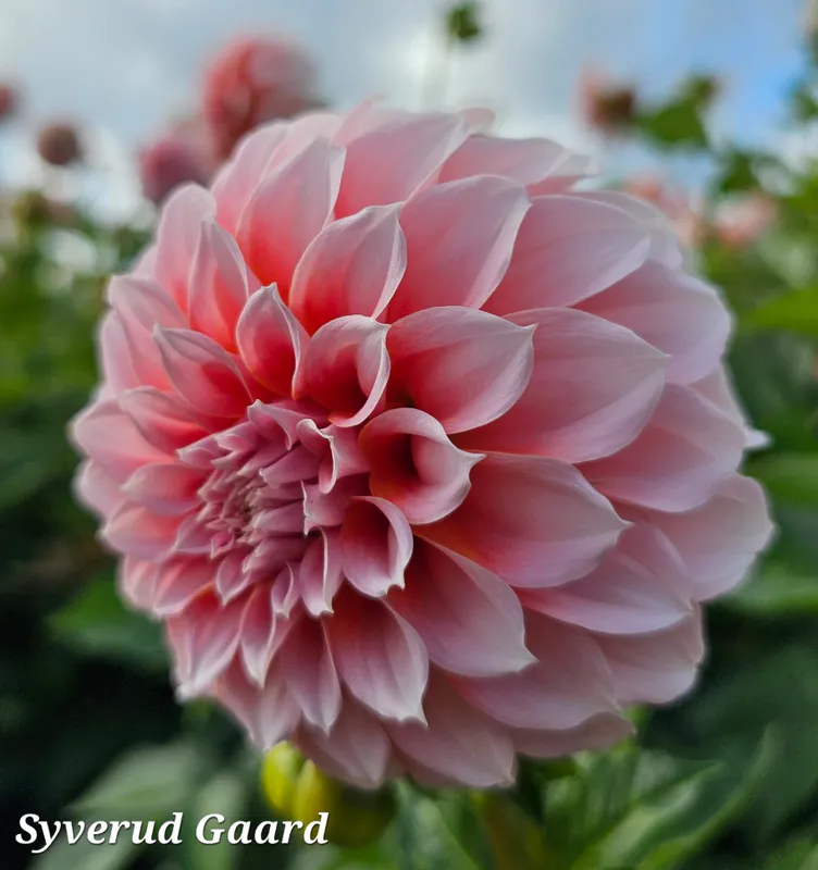 Dahlia Peaches 