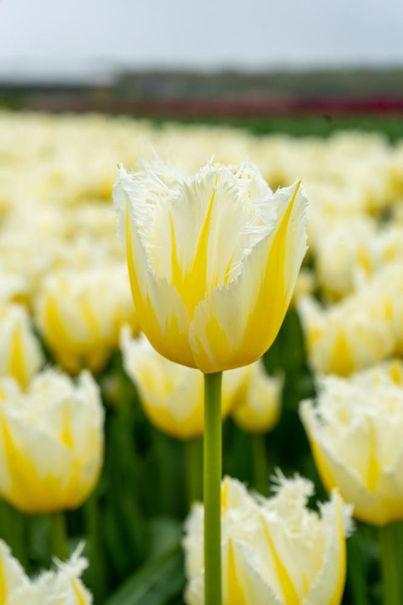 Tulipan Lemon Beauty 5 stk Nyhet