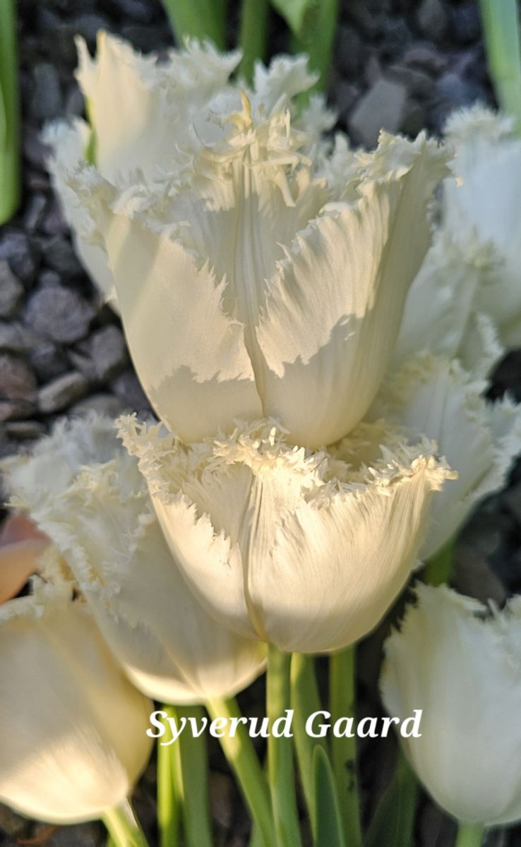 Tulipan North Pole 7 stykk Nyhet