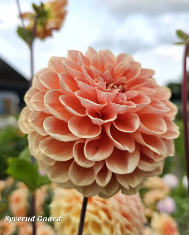 Dahlia Apricona 