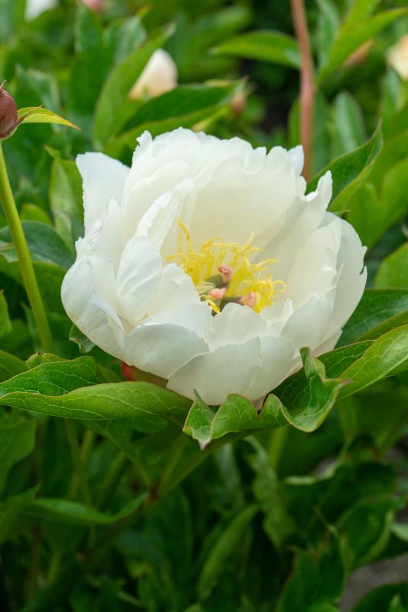 Paeonia Itoh Love Affair Nyhet