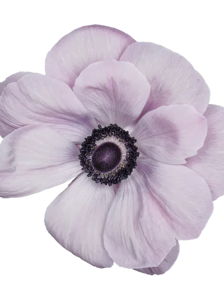 Hovedbilde Anemone MISTRAL PLUS® Rarity 5 stykk Nyhet