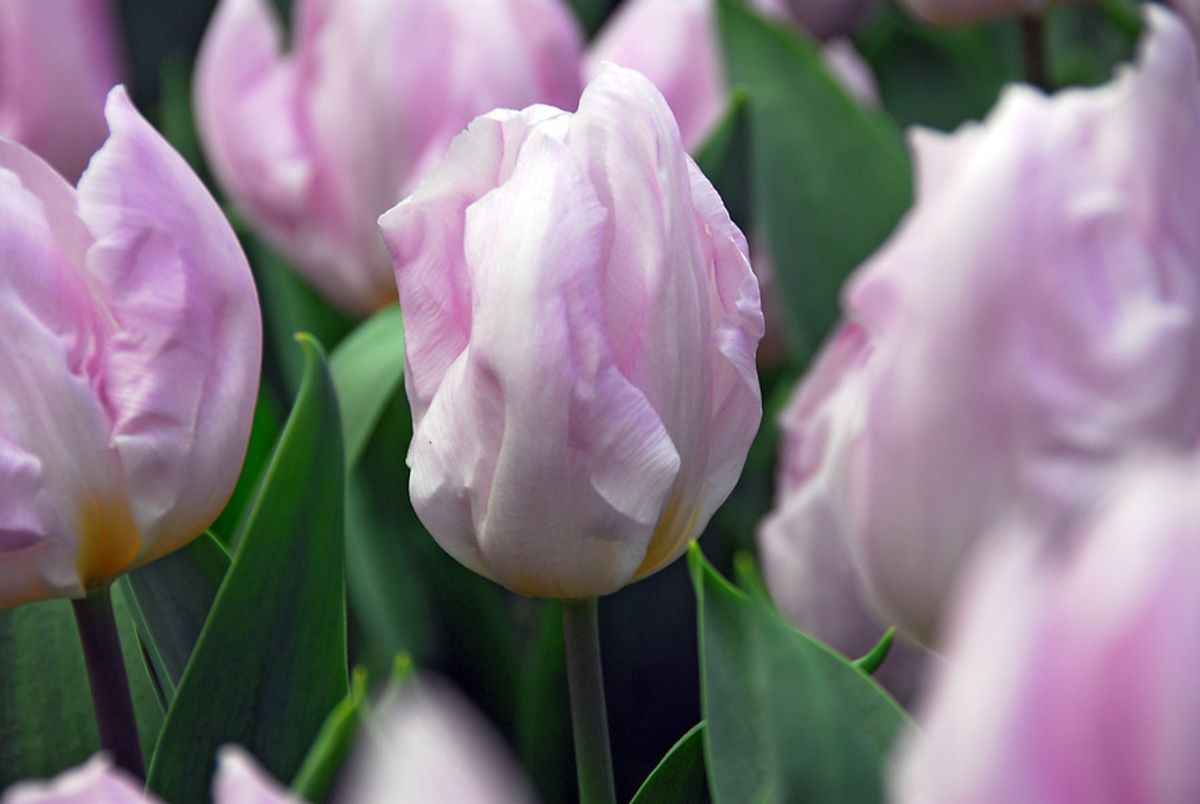 Tulipan Candy Prince 5 stykk 